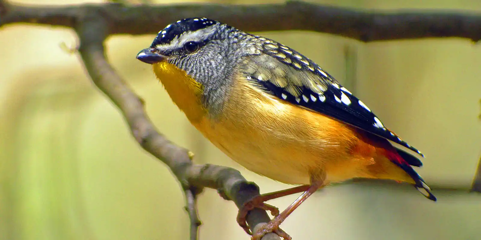 Aussie Bird Count at Maranoa Botanic Gardens