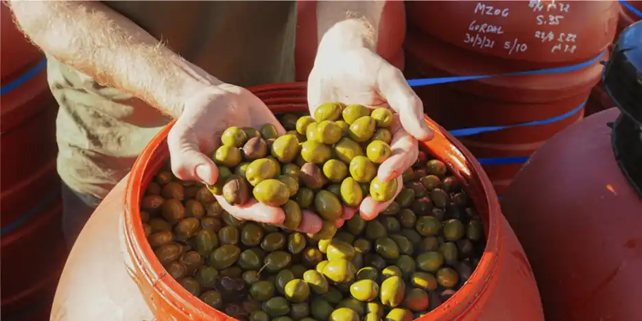 Mount Zero Olive Curing Workshop 2nd May 2026 - 10am - 11am