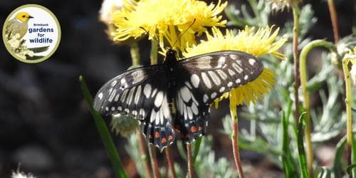 Design a Native Wildlife Garden