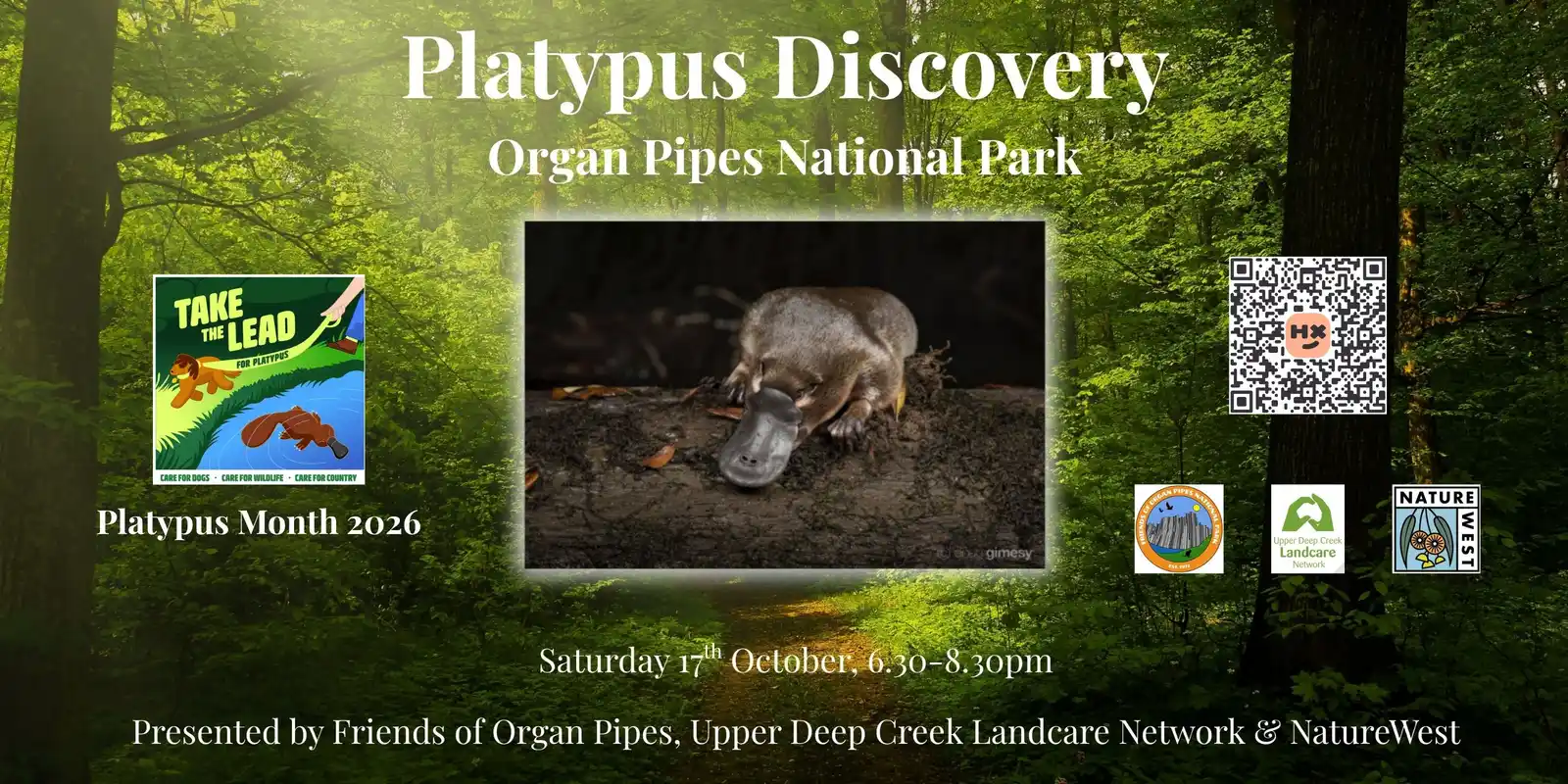 Platypus Discovery at Organ Pipes National Park