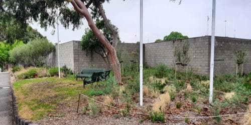 Learning about local native plants, street side to nursery