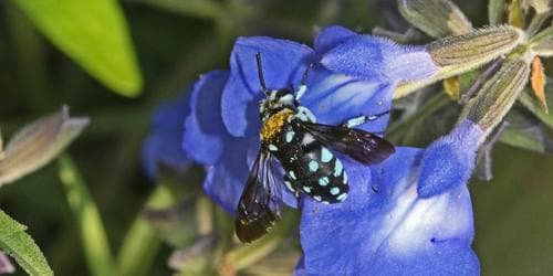 The secret world of native pollinators