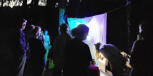 Insects After Dark