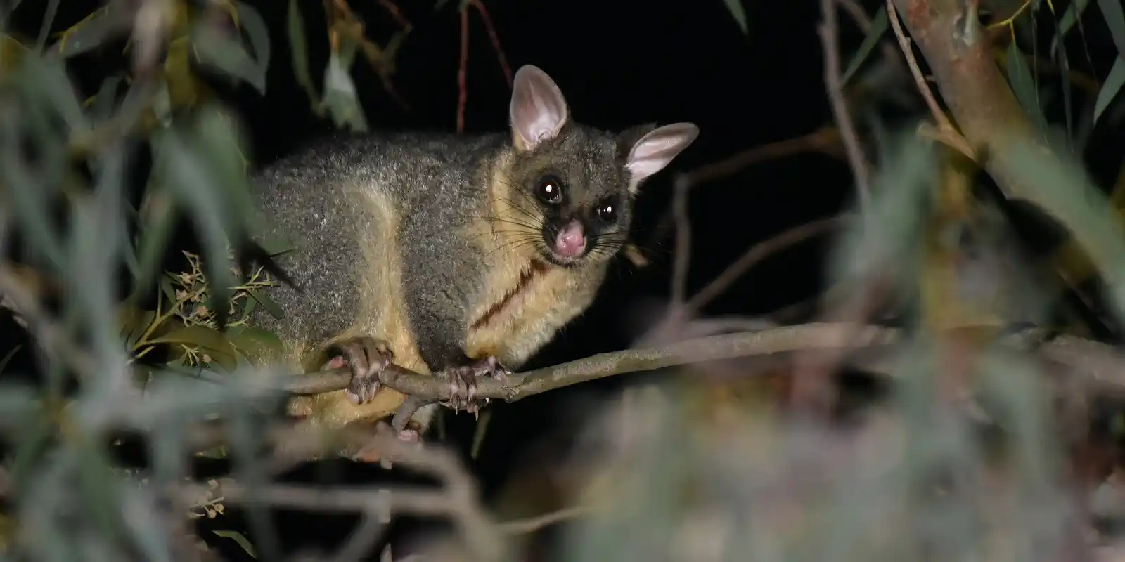 Spotlight Walk along the Darebin Creek