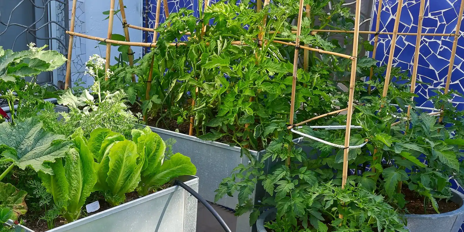 Small Space, Big Harvest Workshop