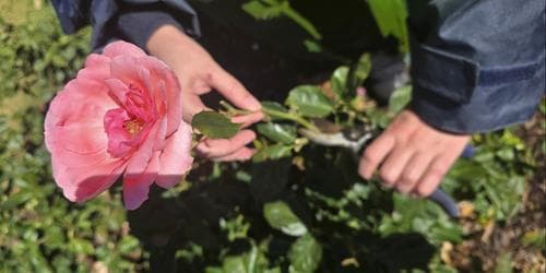 Old Cheese Factory - Rose Pruning Workshop