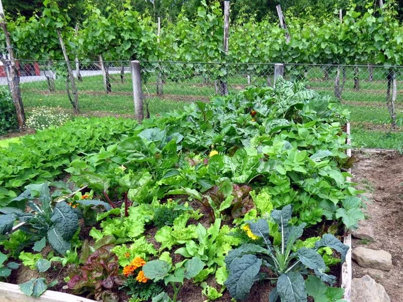 Food Growing Masterclass – The Soil, Nutrients & You