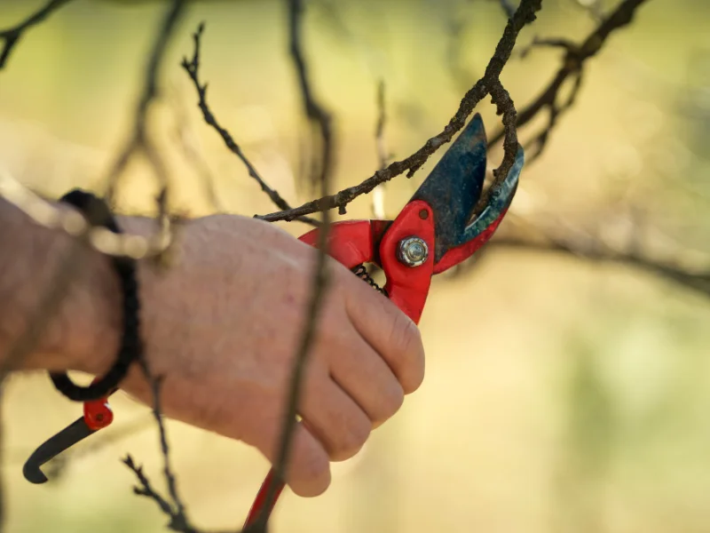 Pruning and Care of Fruit Trees – Winter