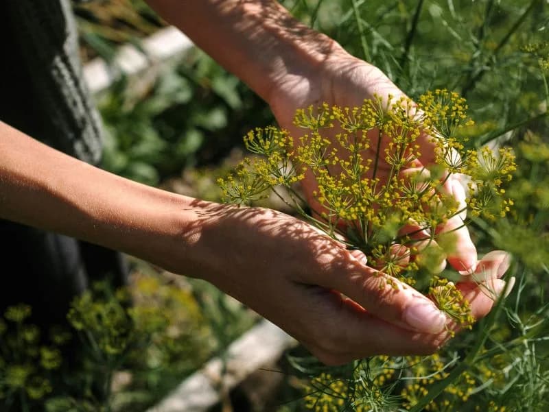 Propagation and Seed Saving for Beginners