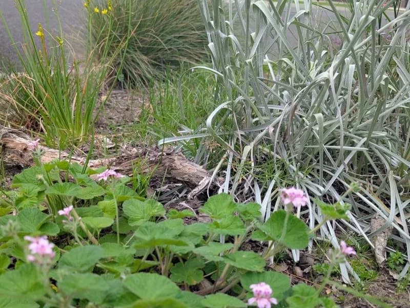 Native Nature Strip Planting