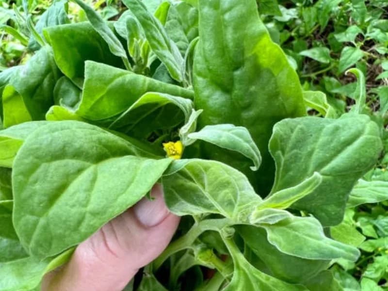 Growing and Cooking with Bushfoods