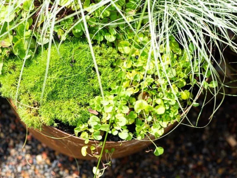 Garden Design Basics