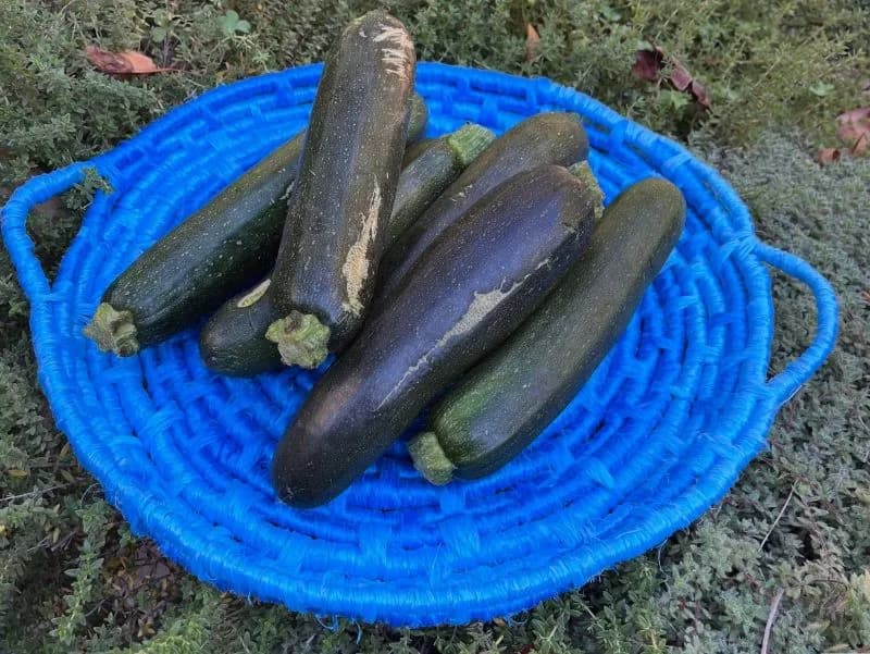 From Waste to Woven – Bale Twine Basket Weaving
