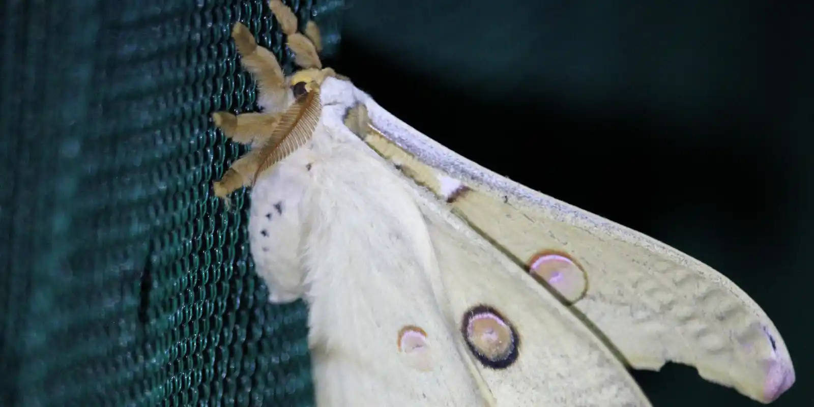 Boroondara Riverfest: Moth Spotting 6:30pm to 8:30pm (all ages)