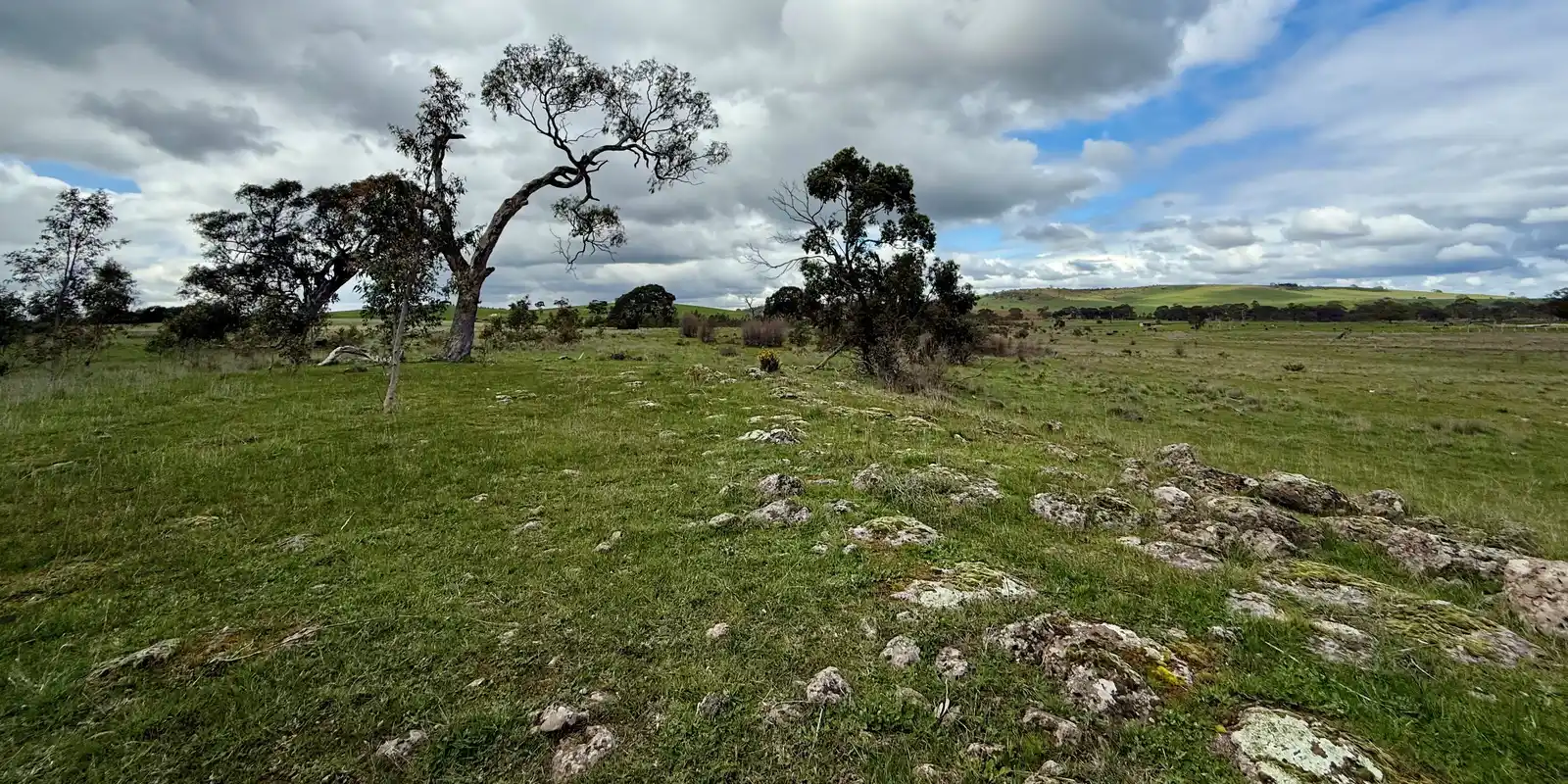 Wollert Community Planting - Restore Grassy Eucalypt Woodlands