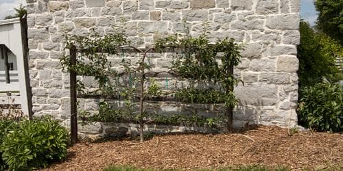 How to Espalier Fruit Trees