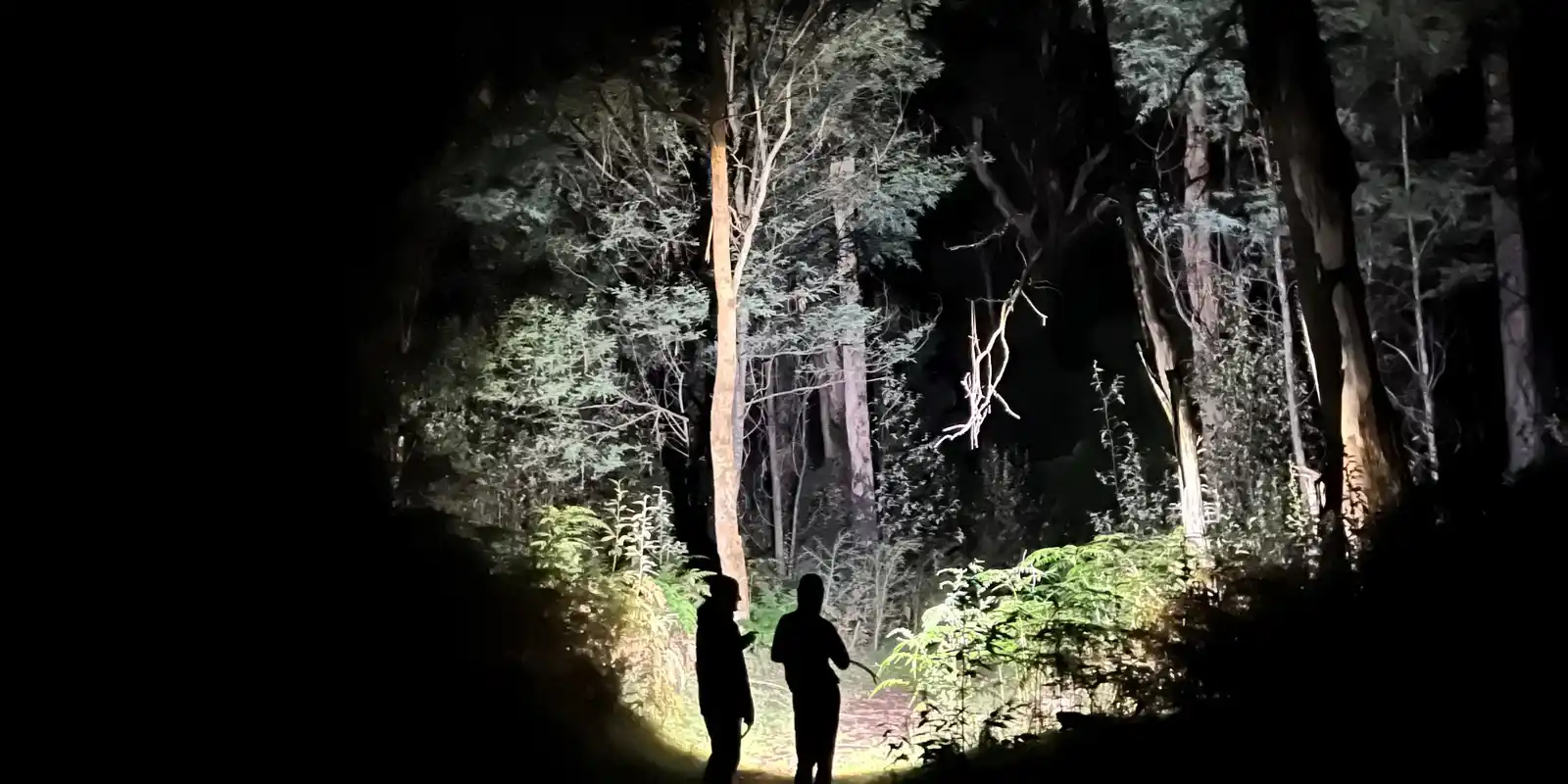 Family spotlight walk