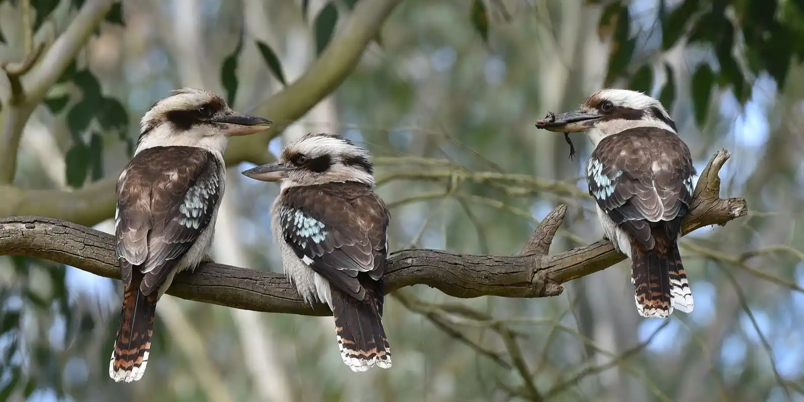 Breakfast with the Birds 2026