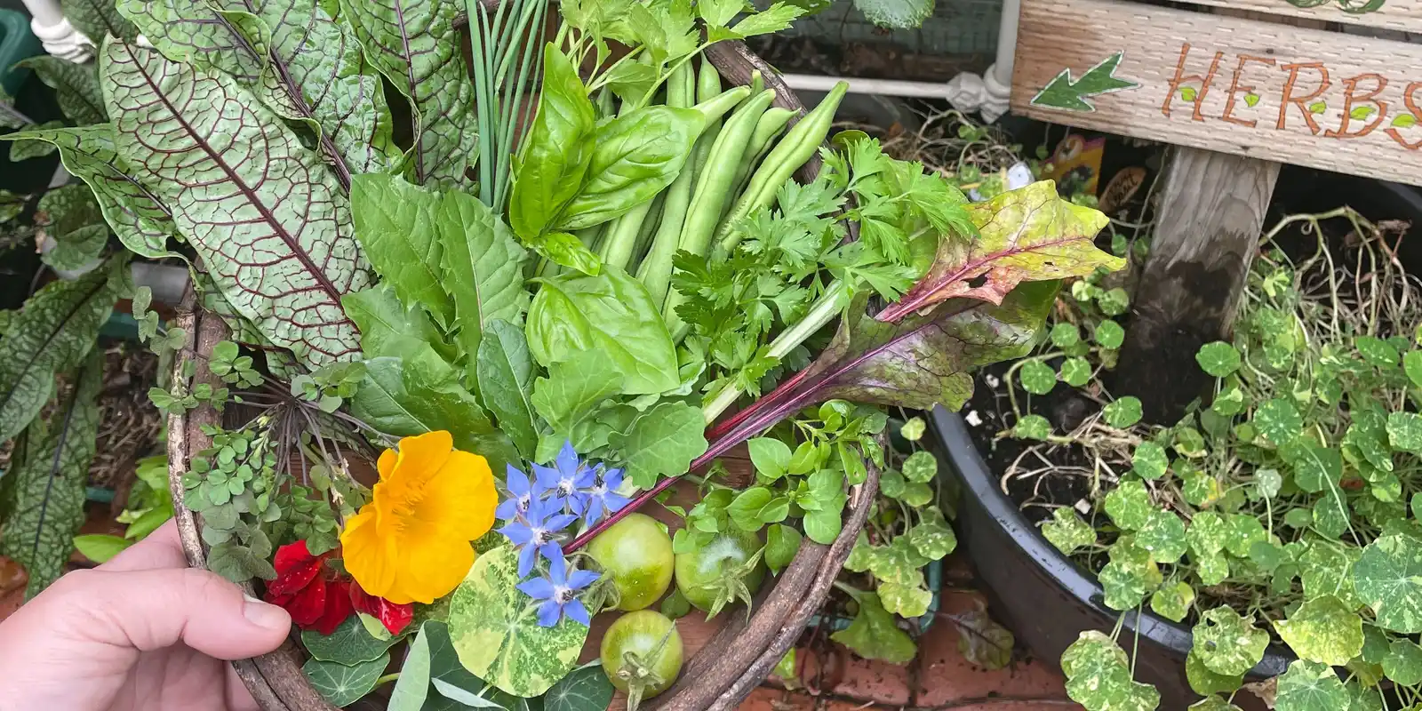 Zero Waste Gardening with The Urban Nanna