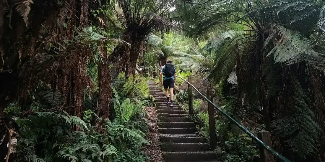 Oot & Aboot - 1000 Steps Hike - Dandenong Ranges