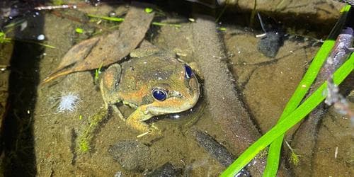 Frog Census
