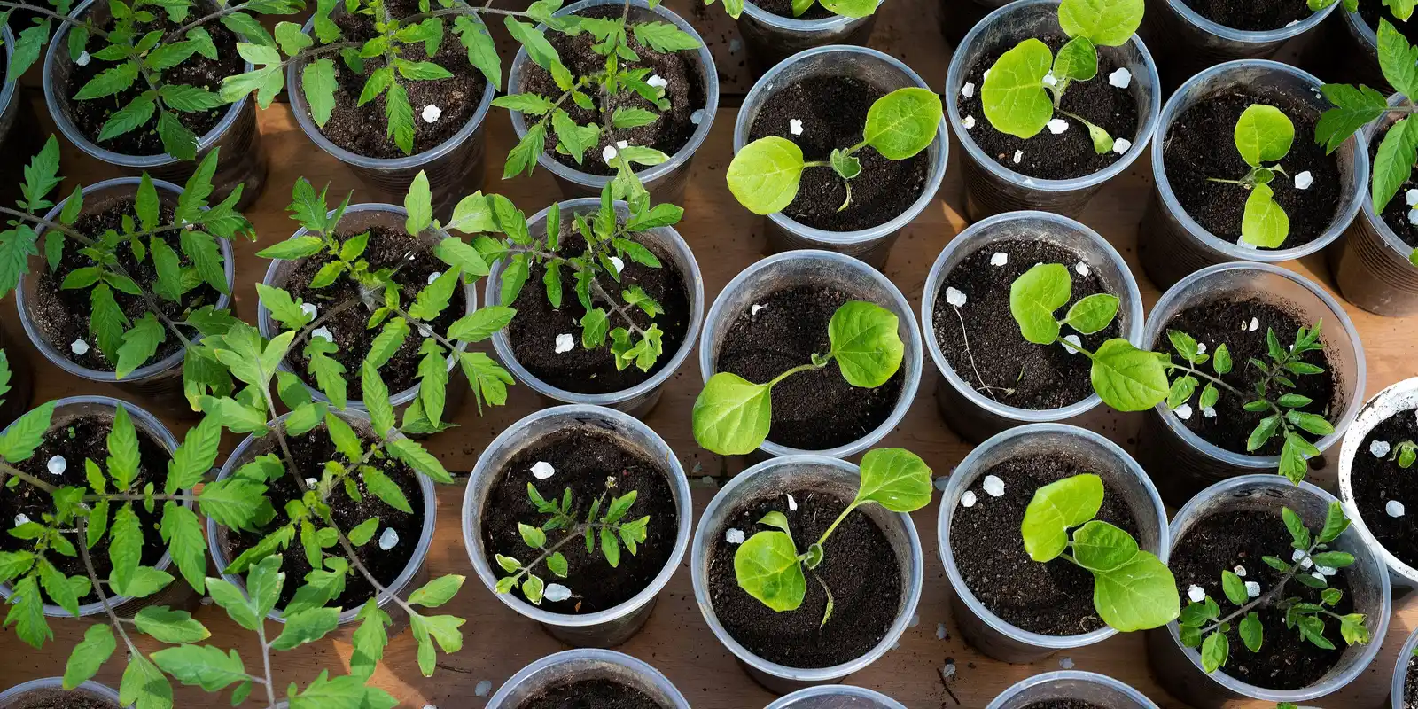 Spring Seed Sowing for Summer Harvest