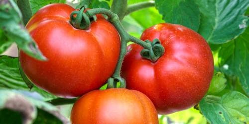 Growing Tomatoes