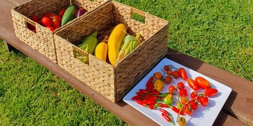 Spring / Summer Vegetable Gardening