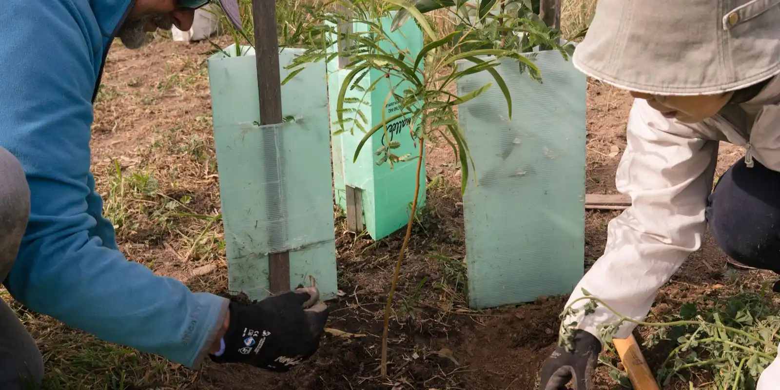 Planting at Hillcroft Park