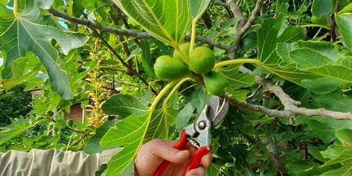 Fruit Tree Pruning Workshop 2026