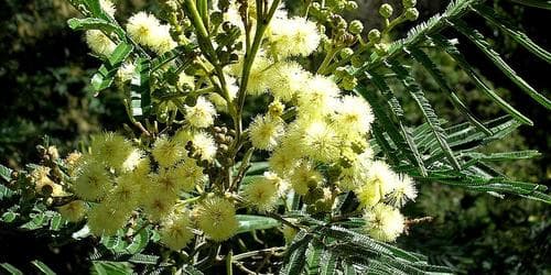 VFMC Wattle Day 2026