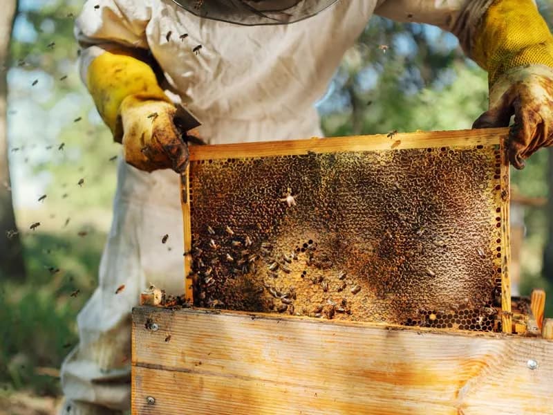 Beginners Backyard Beekeeping