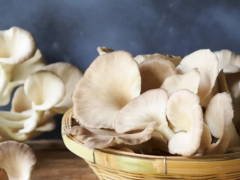 Mushroom Growing