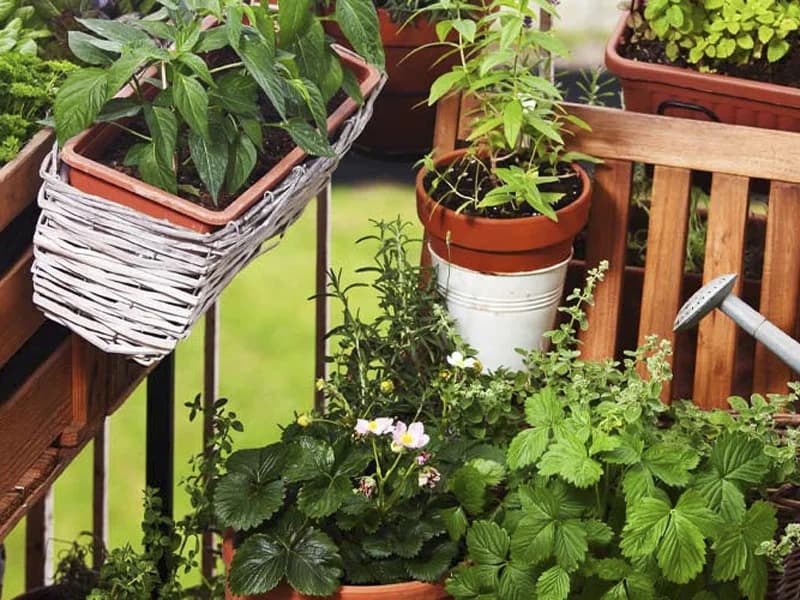 Small Space Gardening