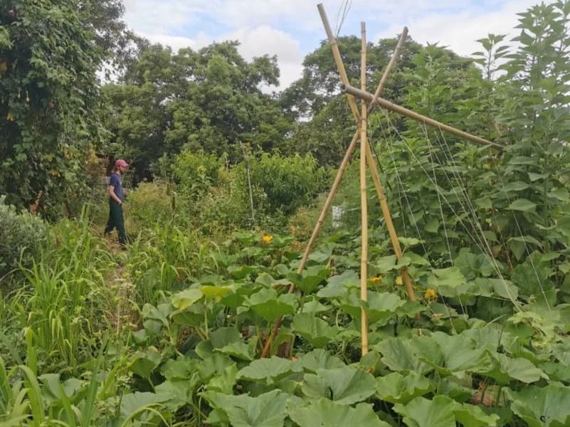 Creating Wild Edible Ecosystems
