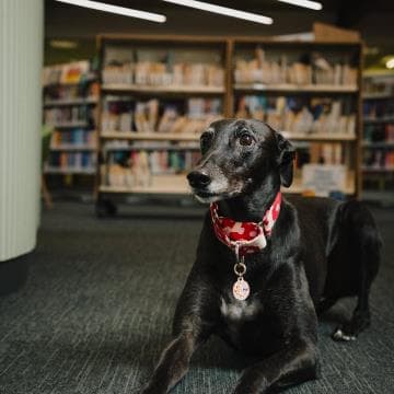 Reading Dogs with Norma