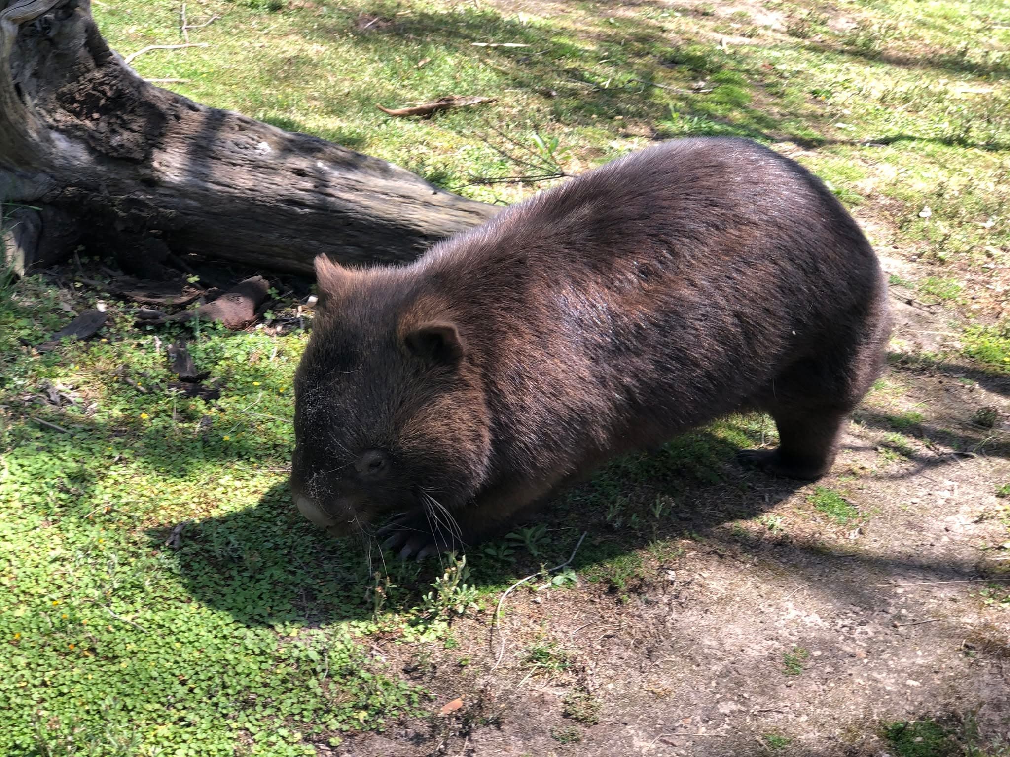 NATURED KIDS: ‘Wombat Wander’