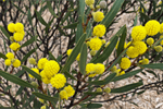 National Wattle Day : Nature Journaling