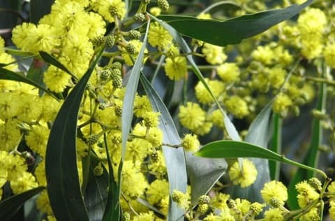 National Wattle Day morning tea