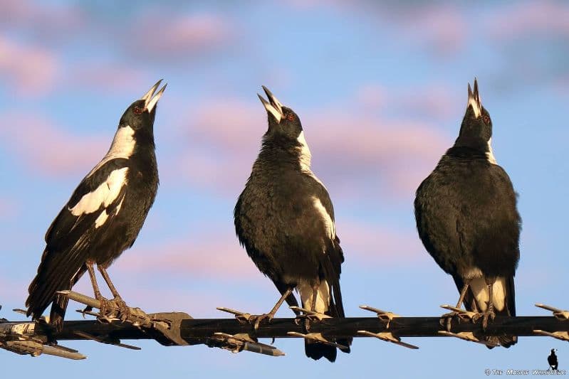 Aussie Bird Count