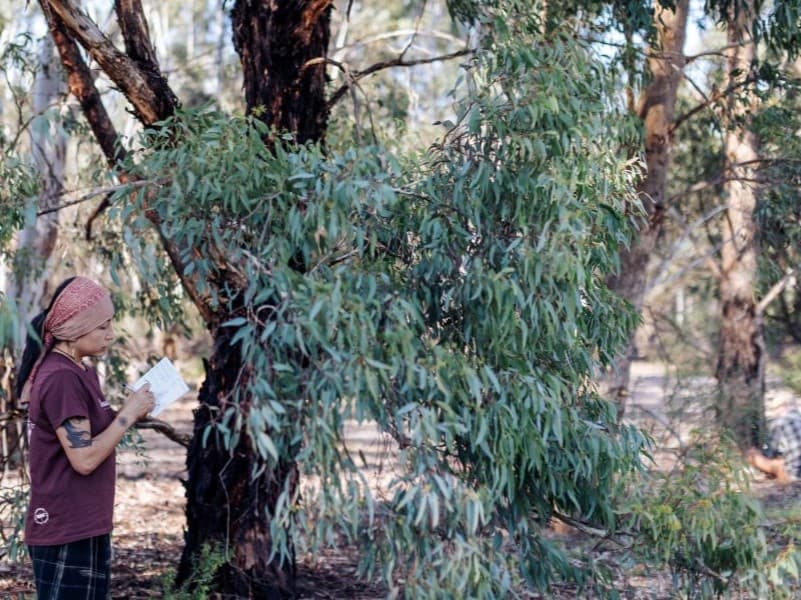 Bird Language & Expanded Awareness