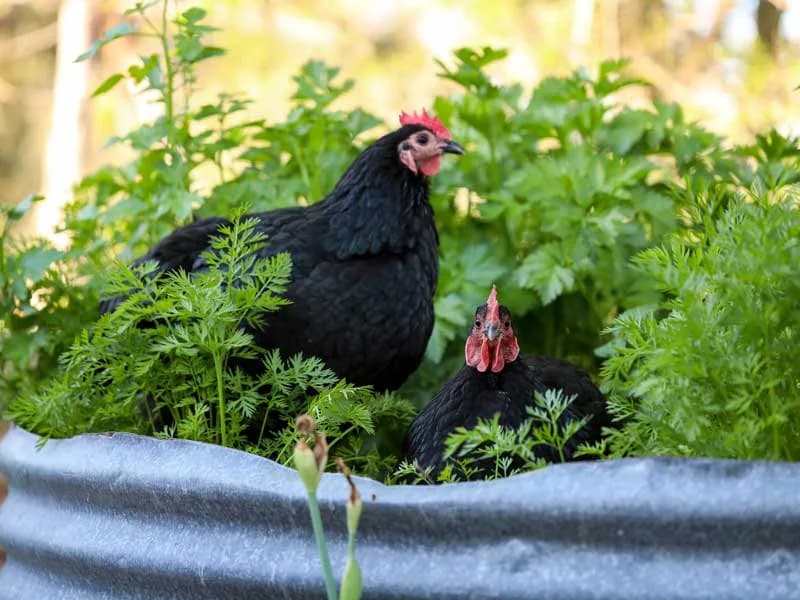 Keeping Backyard Chooks