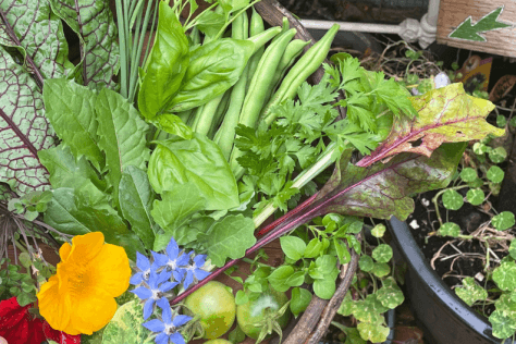 Zero Waste Gardening with The Urban Nanna