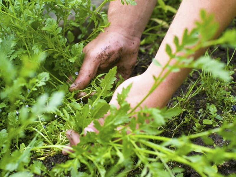 Wild Weed Foraging