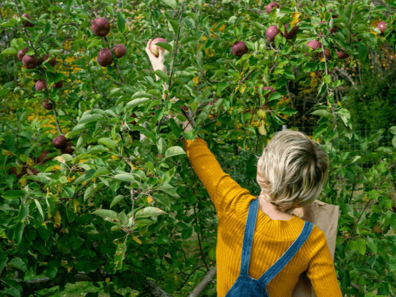 Complete Urban Food Forester