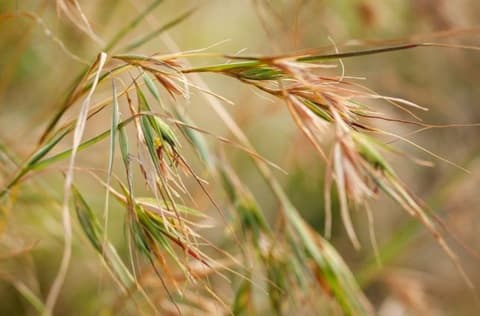 Darebin Creek grass planting day