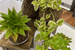 Kokedama for Seniors