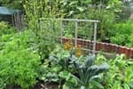 Plan and grow your spring & summer veggie garden
