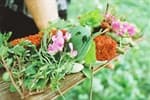Weed foraging workshop