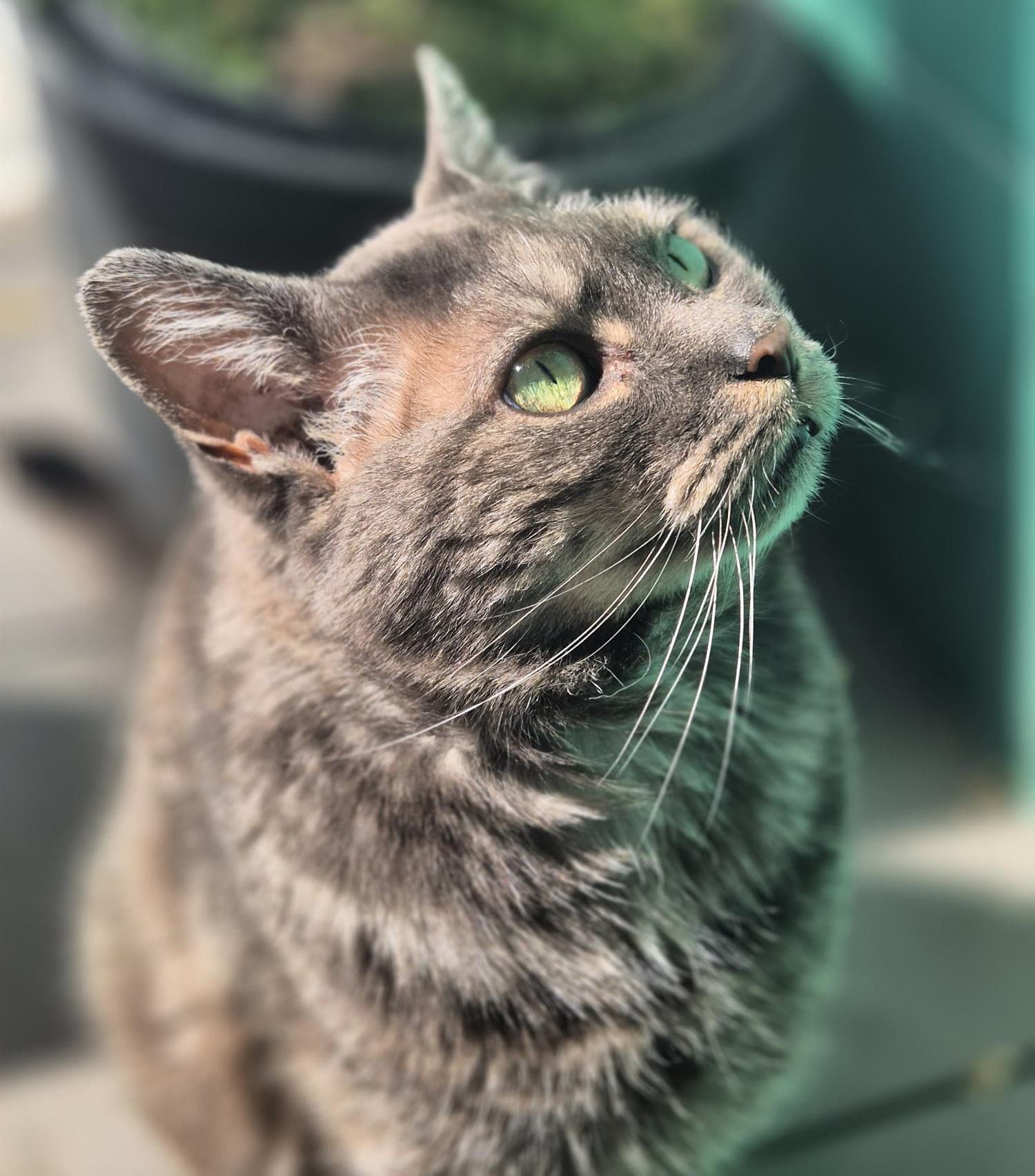 Free Stray or Semi-owned Cat Desexing Day
